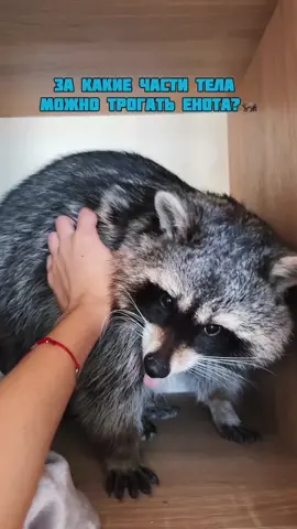 Но не пробуйте так трогать диких енотов или не привыкшим к людям🦝😅 До конца😂 | #енот #racoon #животные 