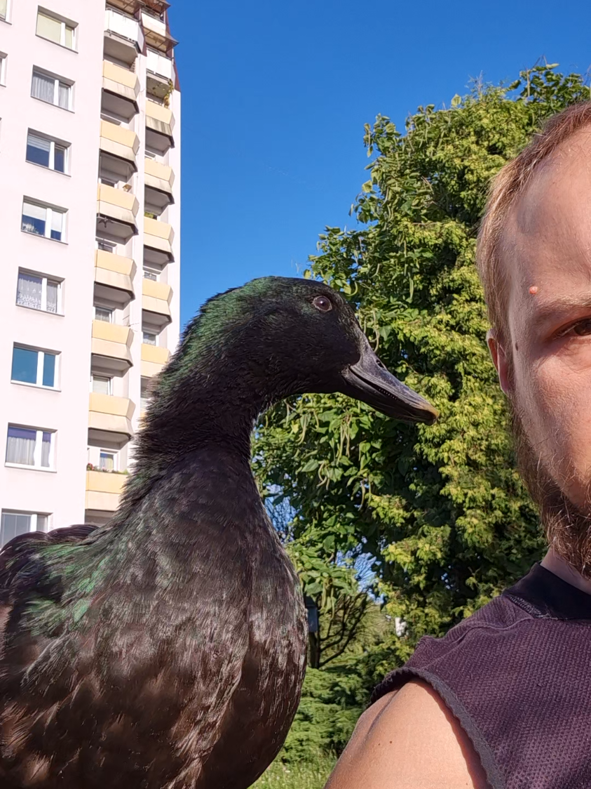 Kaczka z ławki ma problem 🥲🦆😂 #śmiesznezwierzaki #śmiesznezwierzęta #kaczka #kaczor #zwierzaki 