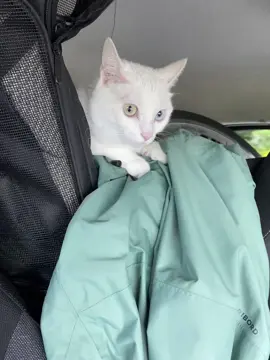 Quelques semaines déjà que ma petit copilote 🐱🚗 profitait des paysages depuis la banquette arrière… : surveiller la route et ne rien rater ! 🐾💛 👉 Et vous, vos animaux vous accompagnent aussi en vacances ? #C#ChatVoyageurC#CopiloteMignonV#VacancesEnsembleC#ChatEnVoitureC#CatTravelR#RoadTripCatC#ChatMignonInstacat 