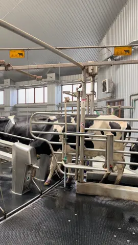 #cows #milking #Holstein #GEA #dairy 