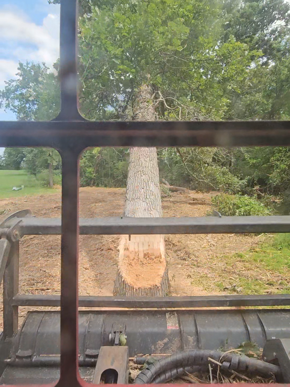 #NoLimitsLandManagement #forestrymulching #landclearing #forestrymulcher #treekiller @Lamtrac @NoLimitsLand @Shearex 