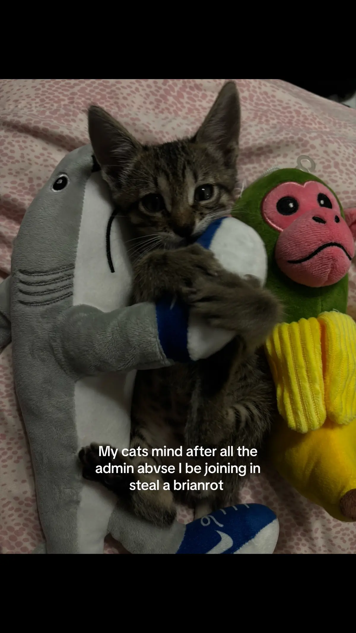 I know yall can see him grinning🙄 #stealabrainrot #cat #xyzabc #xyzabc #paratiiiiiiiiiiiiiiiiiiiiiiiiiiiiiii 