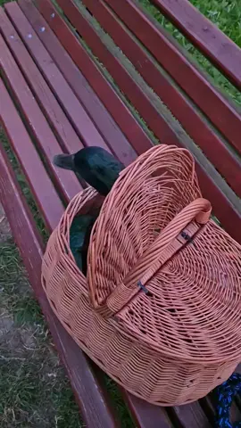 Bardzo bezpieczny kaczorek 😅🦆🥰 #śmiesznezwierzaki #śmiesznezwierzęta #kaczka #kaczor #zwierzaki 