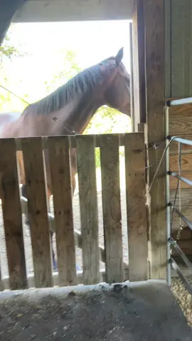 Beginning of the summer madness always funny to see how much I change the barn around 😅 #horse #texas 