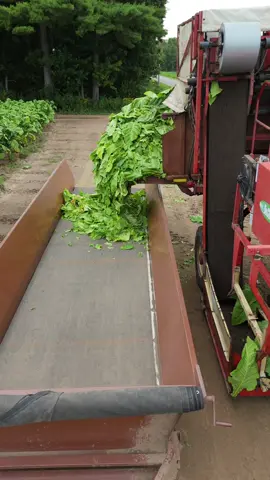 Brandy Creek Farms Tobacco Harvest 🇹🇹🇨🇦 #farmtok #ontag #dronetok #tobacco #harvest 