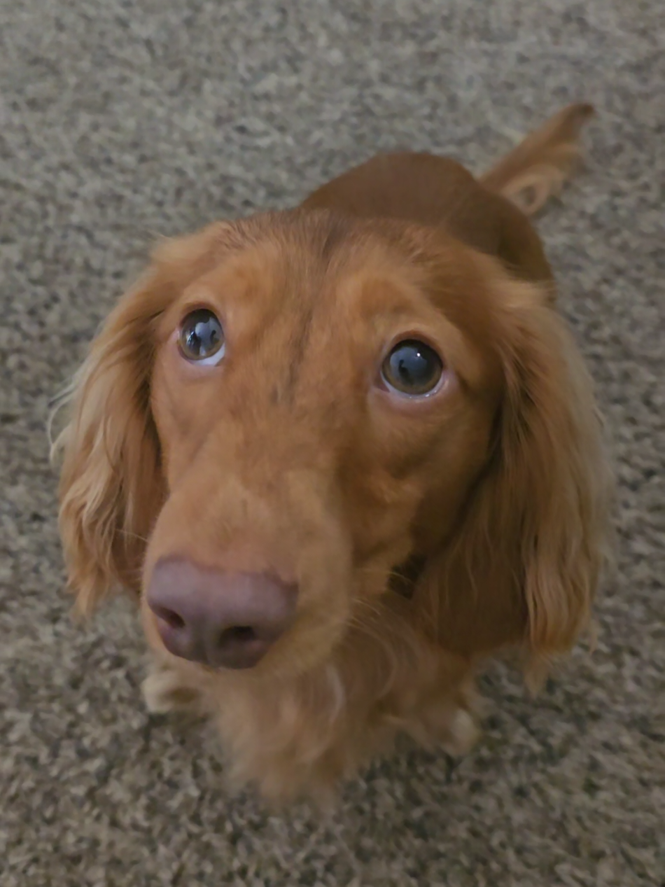 SHOW ME YOUR DOG!