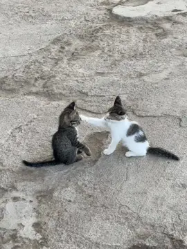 Мои пусечки ❤️‍🩹