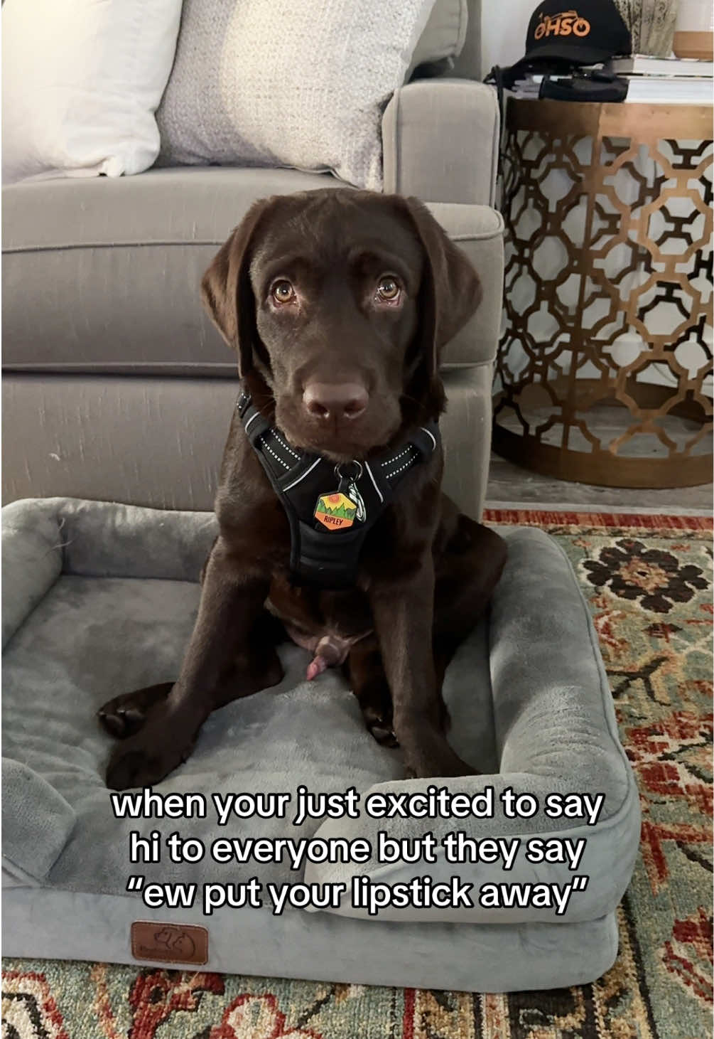 im sorry for being excited to see you??? #labpuppy #labradorretriever #englishlab #chocolatelab #PetsOfTikTok 