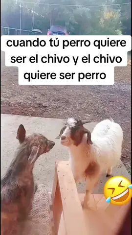 #memes #vidioslocos