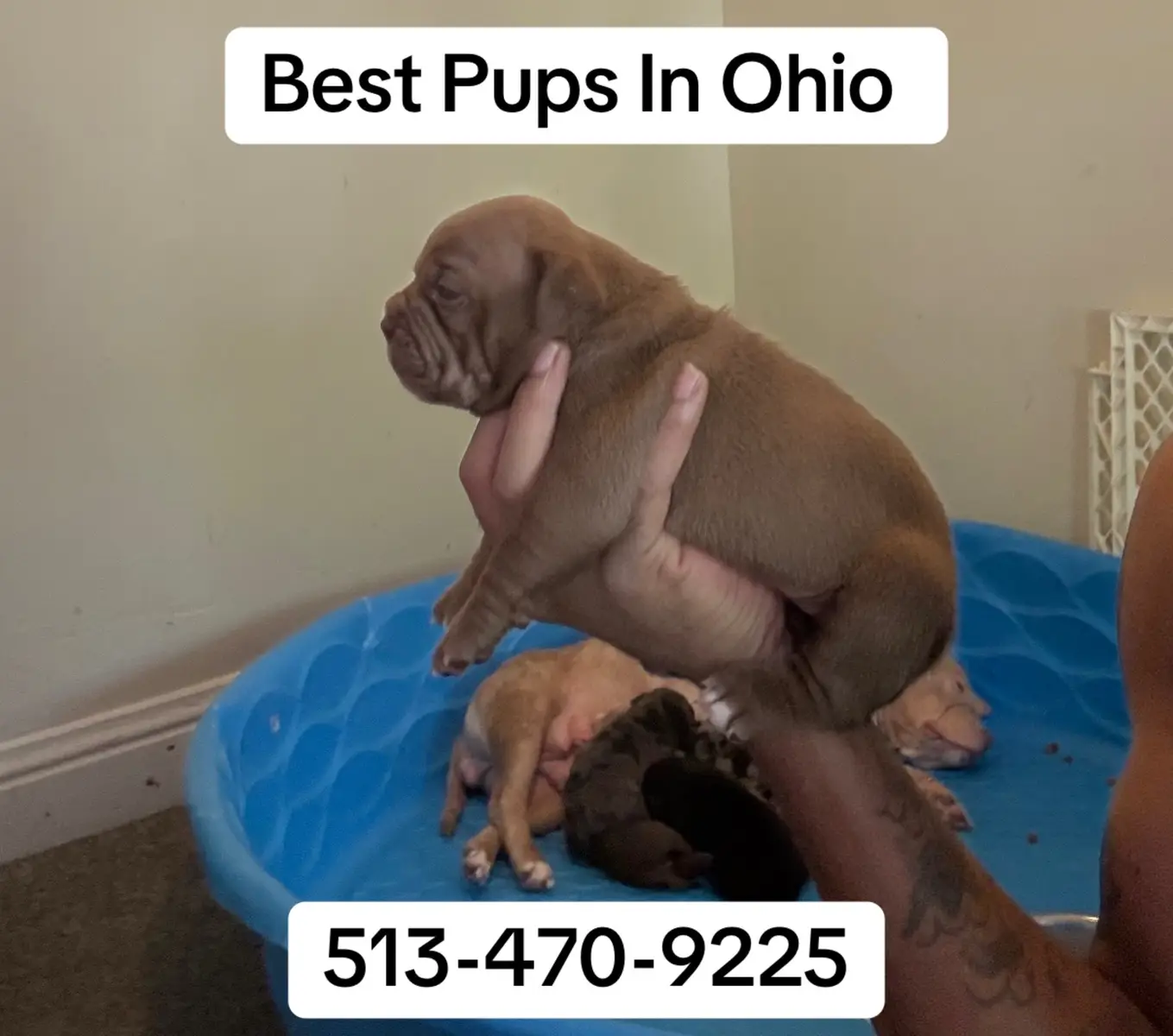 When your in Ohio An Want to see some Good Dogs beautiful #microbullypup #pocketbullypuppy #puppytok #viralpuppy #daytonohio 