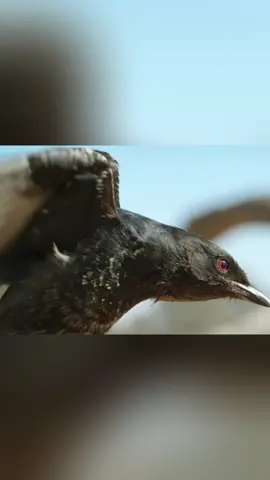 “El pájaro estafador que engaña a las suricatas 🐦🦊” #NaturalezaSalvaje #MundoAnimal #Documental #AnimalesSorprendentes #VidaSalvaje #TikTokNature #AnimalesSalvajes #Wildlife #CuriosidadesAnimales #AnimalPlanet #Naturaleza #monarquiaanimal 