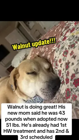 Live that best life, Walnut!! #rescuedog #shelterdog #adoptdontshop #rescuedogarmy #dog 