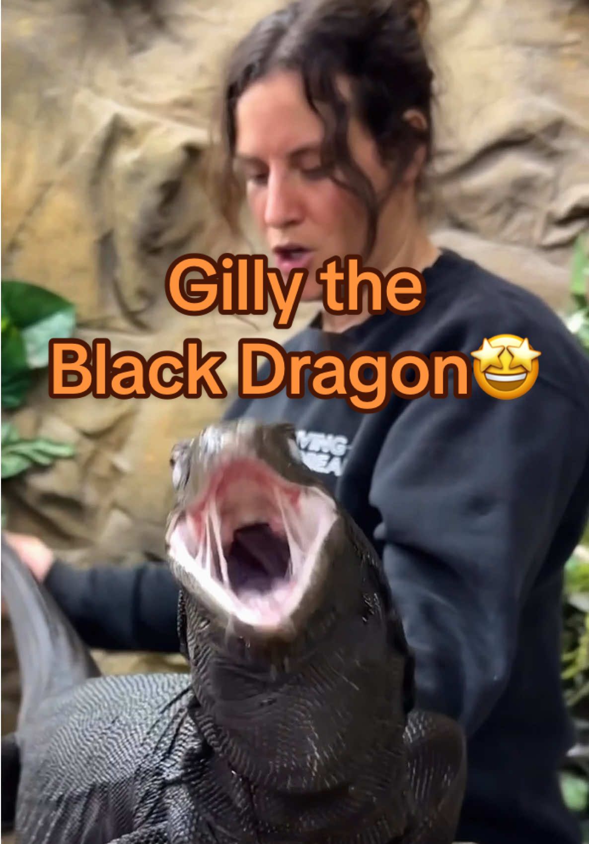 Giving Gilly the Black Dragon a good wash today and wow 😍🐉 he is looking so handsome and majestic! His dark scales shine like armor in the sun ✨🖤 Gilly’s got that powerful presence and gentle side that makes him such an awesome animal to interact with😌💦 Definitely one of the most beautiful reptiles around!🙌