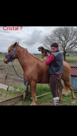 voilà tout les chevaux qui ont croisés ma route et encore bien d’autres qui malheureusement ne sont plus de ce monde…🕊️❤️ #pourtoi #dorian170104 #horse 