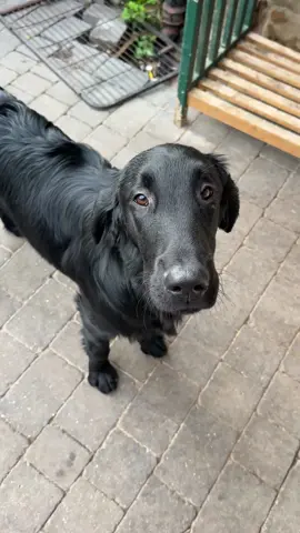 #flatcoatedretrieveroftiktok #flatcoatedretriever #dogsoftiktok 