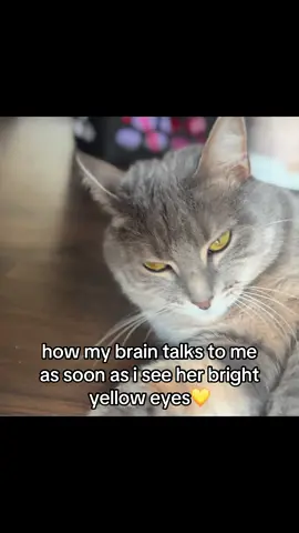 i love my kitty baby #fyp #cat #foryou #foryoupage #xyzcba