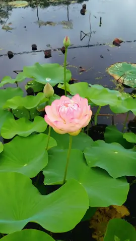 Support for support drop a comment. Nature helps me feel connected to God 🙌🌄😌👌 #STRONG2GETHER LIVELIFEOUTLOUD #wearemighty940 #🐻carebears🐻 #MamaMels GratitudeGang #pumpkin_patch_misfits🧡 Positiverhyme and familyuzair100100