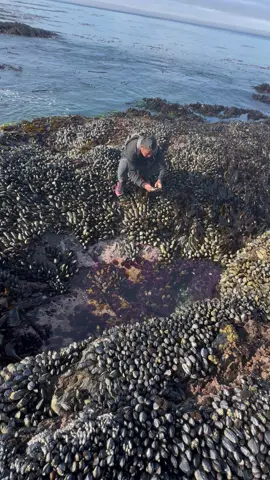 Tahong saka sea urchins