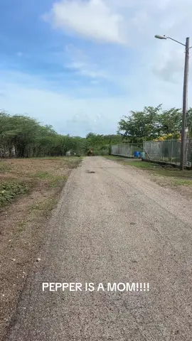 It’s FINALLY happened Pepper had her baby!!!!  I definitely pushed the limits here a little bit. Although Pepper does trust me she did not want me too close to the baby. She kept her body between the baby and I. I definitely enjoyed this encounter. #fyp #boricua🇵🇷 #livingmybestlife #wildhorses #wlw 