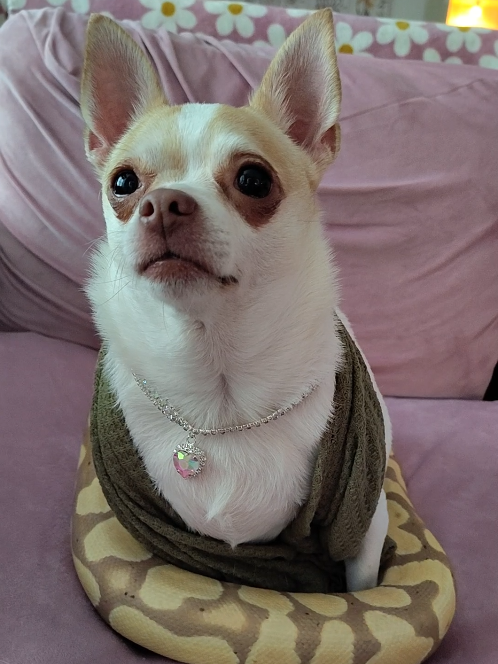 you know who it is 😛 #Chihuahua #Chihuahualovers #pumpkin #snakes #ballpythons 
