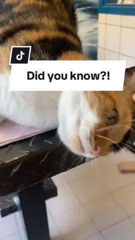 Potato the adoptable cat is ready for plenty of love and affection from a new best friend. Meet this happy cat and give her a pat at our Coon Rapids adoption center. 