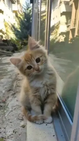 #MeowWoofWorld Is Your favorite page, specializing in everything related to cats and dogs, where we publish new videos of these pets daily. There are cute shots, funny shots, and shots of conflict between cats and dogs. #CatSoftTok #MeowTok #CatLife #Caturday #CatVibes #Purrfect #CatLove #Cats #CatTok #CatsOfTikTok #CuteCats #FunnyCats #Kittens #KittyTok 