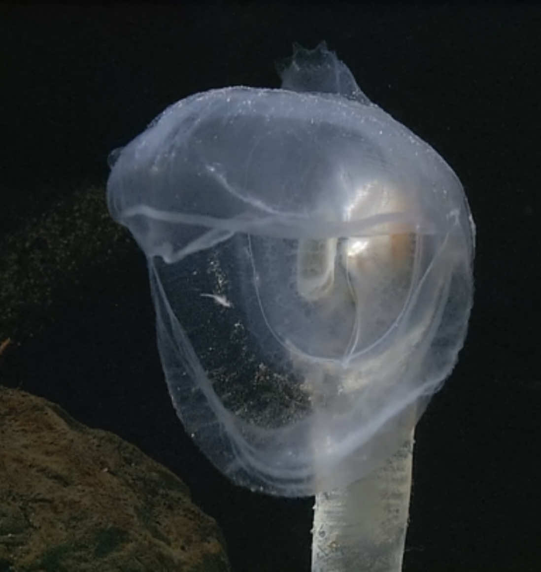 The predatory tunicate (Megalodicopia spp.) lives attached to the rocky seafloor, orienting a cavernous mouth into the currents. Unlike most tunicates who strain food from the water, Megalodicopia takes a more active approach to dining. Their oral siphon has evolved into a large pair of lips that quickly close to engulf larger prey items. This unique anatomy allows the predatory tunicate to capture nutrient-rich crustaceans.  Working with our partners at the @MontereyBayAquarium , we are learning more about the population of predatory tunicates in our blue backyard. Using MBARI's robotic submersibles, we have mapped where Megalodicopia live in Monterey Canyon. Monterey Bay Aquarium biologists are studying predatory tunicates and even culturing their larvae to understand more about their lifecycle. These tunicates grow very slowly, making Megalodicopia especially vulnerable to a changing ocean. Our unique partnership with the Monterey Bay Aquarium brings the deep sea to land, allowing visitors from around the world to meet the remarkable denizens of the deep face-to-face. Together, we hope to inspire stewardship of the ocean and all the remarkable animals that call it home. Special thanks to the Monterey Bay Aquarium Film and Video Team for providing videos shot in the Into the Deep exhibition.