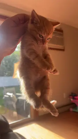 Don’t worry guys this doesn’t hurt 😭🤣#tabbycat #tiger #letsseeyours #catsoftiktok 