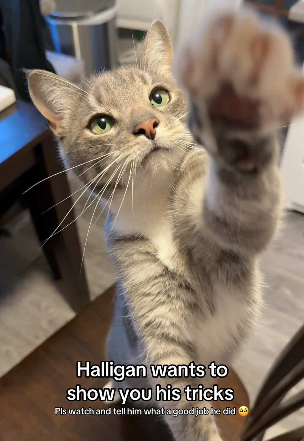 Isn’t he sooo cute?? 😂#cats #catsoftiktok #cattricks 
