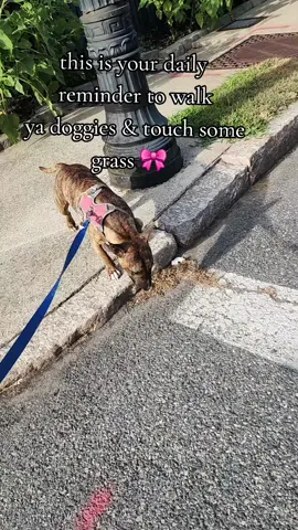So ive heard we are posting everytime we open the app...#tiktokdoesntcare #fyp #dogsoftiktok #postthecontent #minibullterrier 