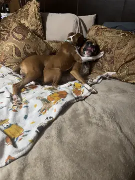 #itsacrazyboxerlife Hollie&Chloe 