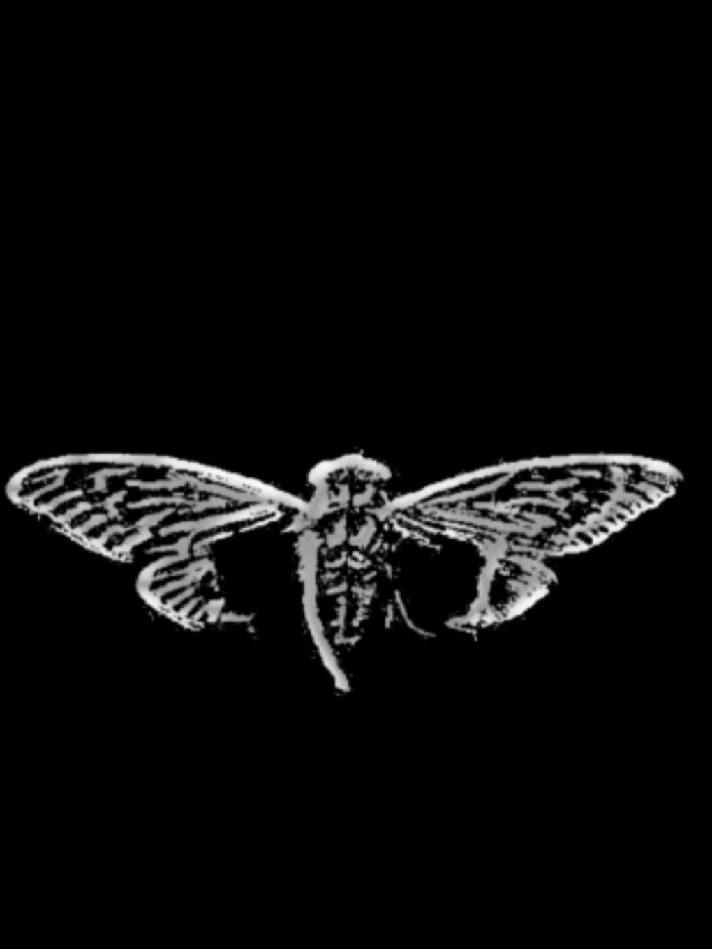 Cicada 3301  #mograph #myedit #cicada3301 #enigma 
