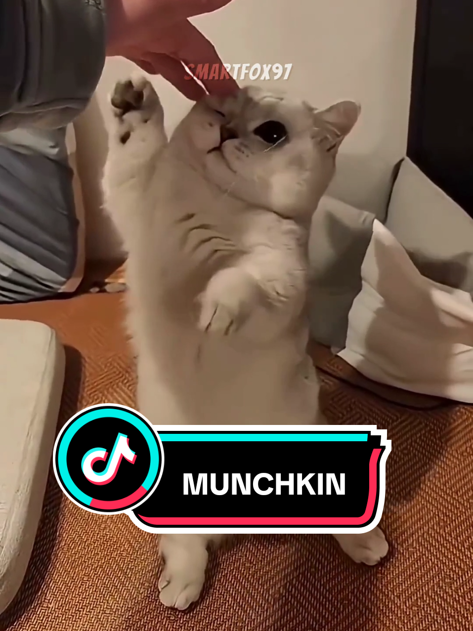 Munchkin: O gato das pernas curtas #animais #gato #gatos #munchkin #gatostiktok 