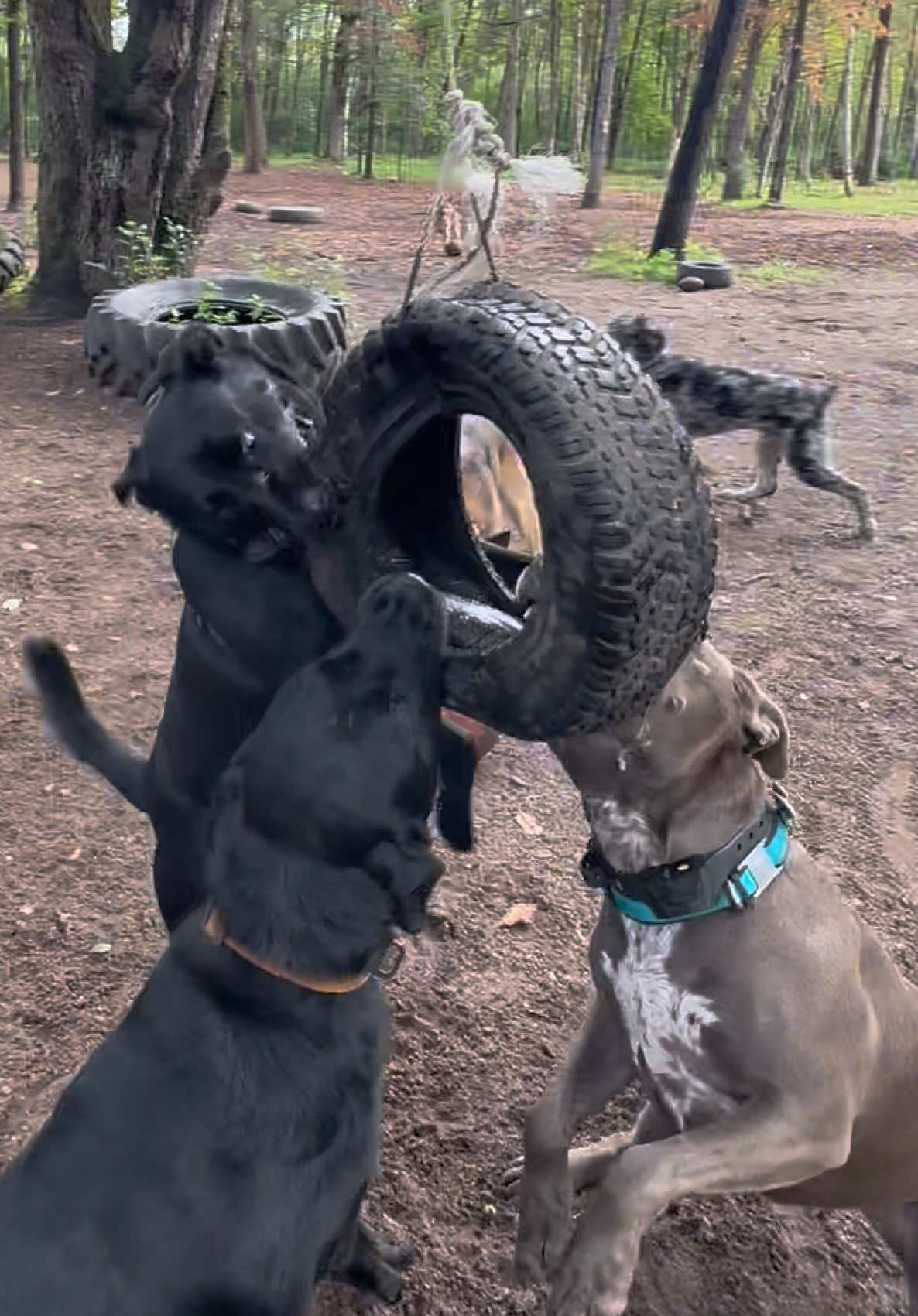 Apollo vs. Hank 🛞 @Hank  #tugofwar #dogpack 