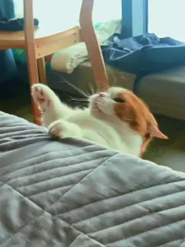 #pov #cat #4u #views 