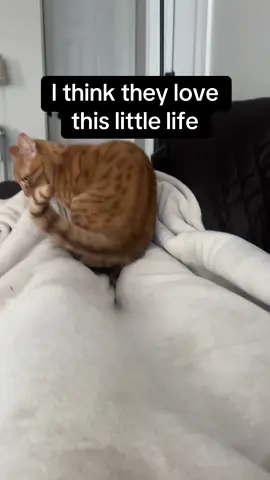 #cat 🐈‍⬛ 🐈 