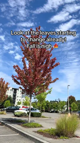 Fall is my fav season. #fall #leaves #seasonchange 