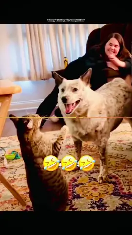 “Funny Talking Pets Compilation” #funnyvideos #voiceover #dogsoftiktok #catsoftiktok #PetsOfTikTok 