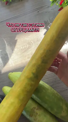 Ответ 👇  На самом деле это китайские огурцы, и их длина 1 - 1.5м. Но им было скучно и они переопылились с обычными, для себя решили не соответствовать сортовым характеристикам и отошли в мир иной раньше времени 😆