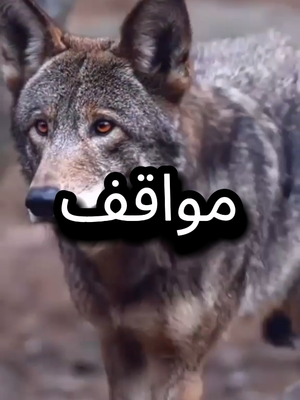 الحياة مواقف وتجارب  #اقتباسات_عبارات_خواطر #عبارات #المواقف #اقوال #خواطر 