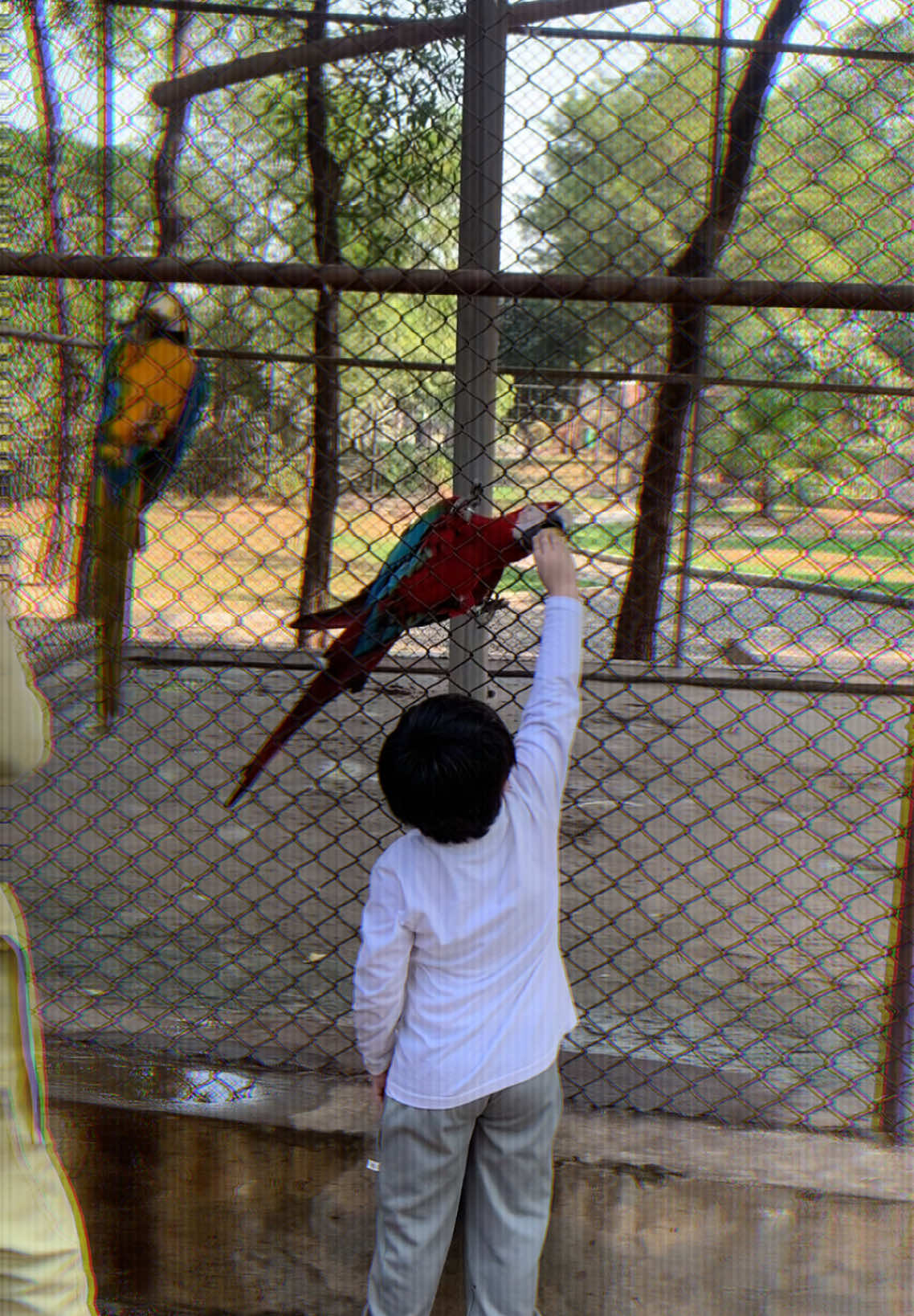 Macaw 🦜 parrot #RohanUmair #modelrohan #foryou #viral_video #millionviews #kidsfashion #tranding #growup #unfreezemyacount #yfp #foryoupage❤️😘 