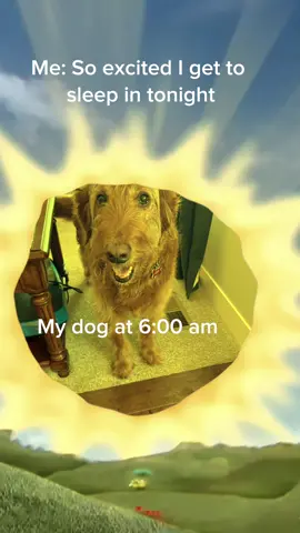 We all have our priorities #dog #dogsoftiktok #dogmom #dogmomlife #MemeCut