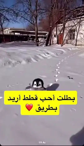 #بطريق🐧 