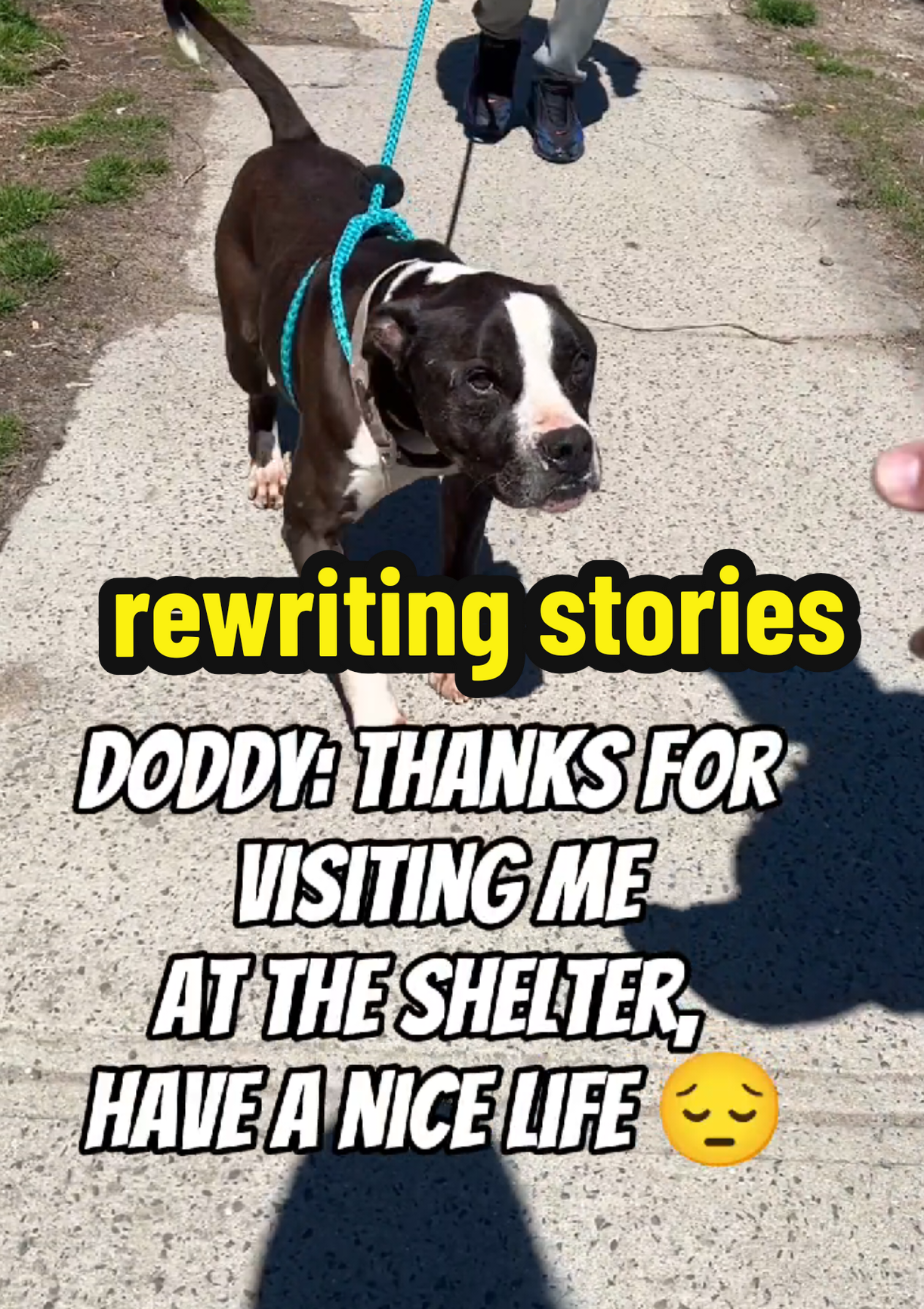 what's meant to be, will always find its way.  Dodd waited 5 years, we finally decided, that was entirely too long.  Dodd is no longer looking for a home  WHO ARE WE?: We are ShelterDogStrong 🤙🏼and we test drive shelter dogs, so you don’t have to! We record our visits, then post the videos to the internet, in hopes to get these angels seen and saved! #adoddpted #family #ny #dog 
