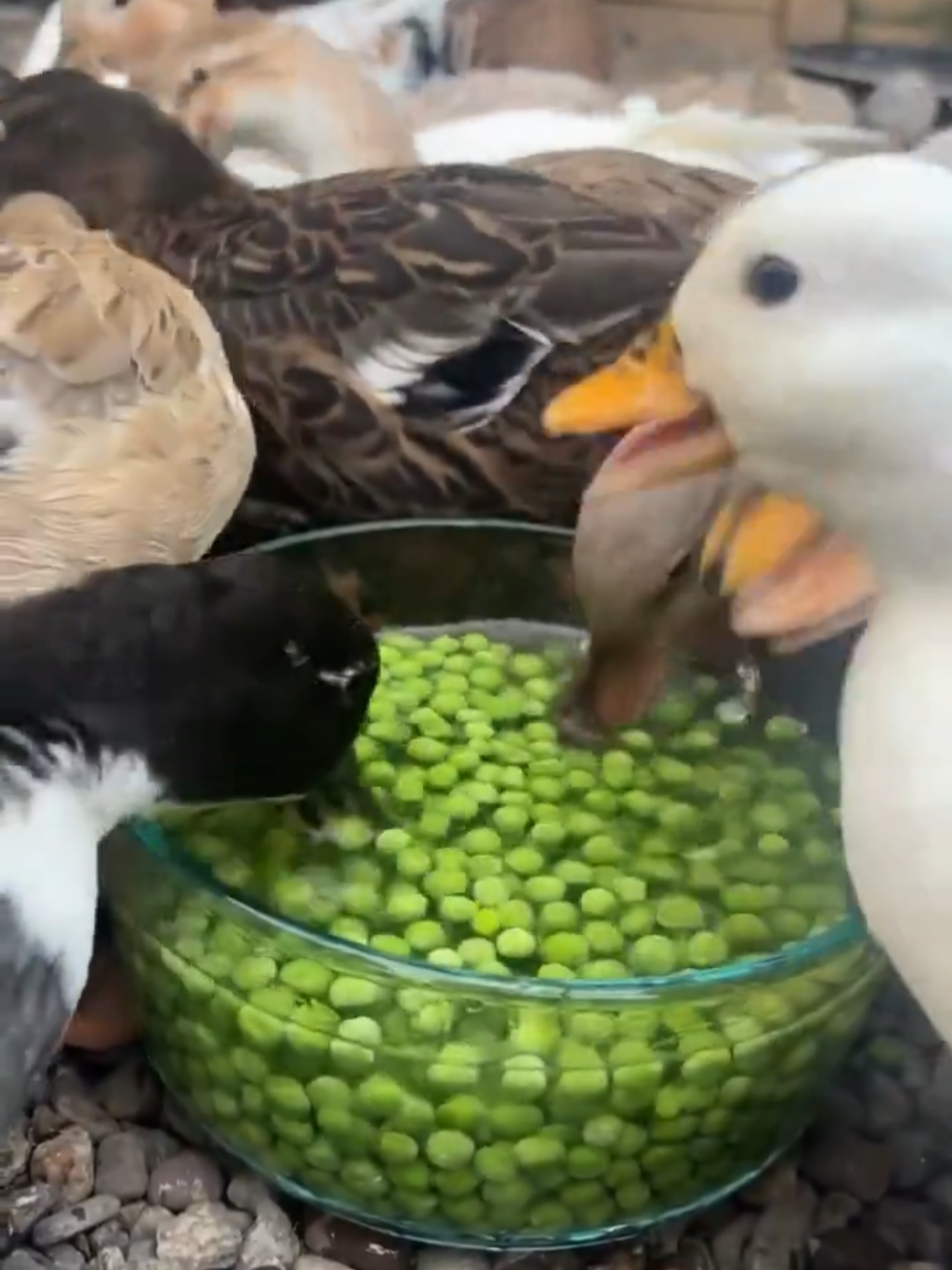 feeding #duck #ducks #duckvibes #ducklife #feeding #duckfeeding