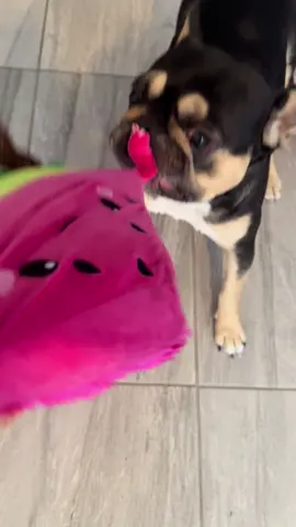 Bear the chomping frenchie back again, with a new toy, a large watermelon, 🍉 some things are just too exciting #fyp #frenchie #frenchbulldog #frenchiesoftiktok #frenchies 