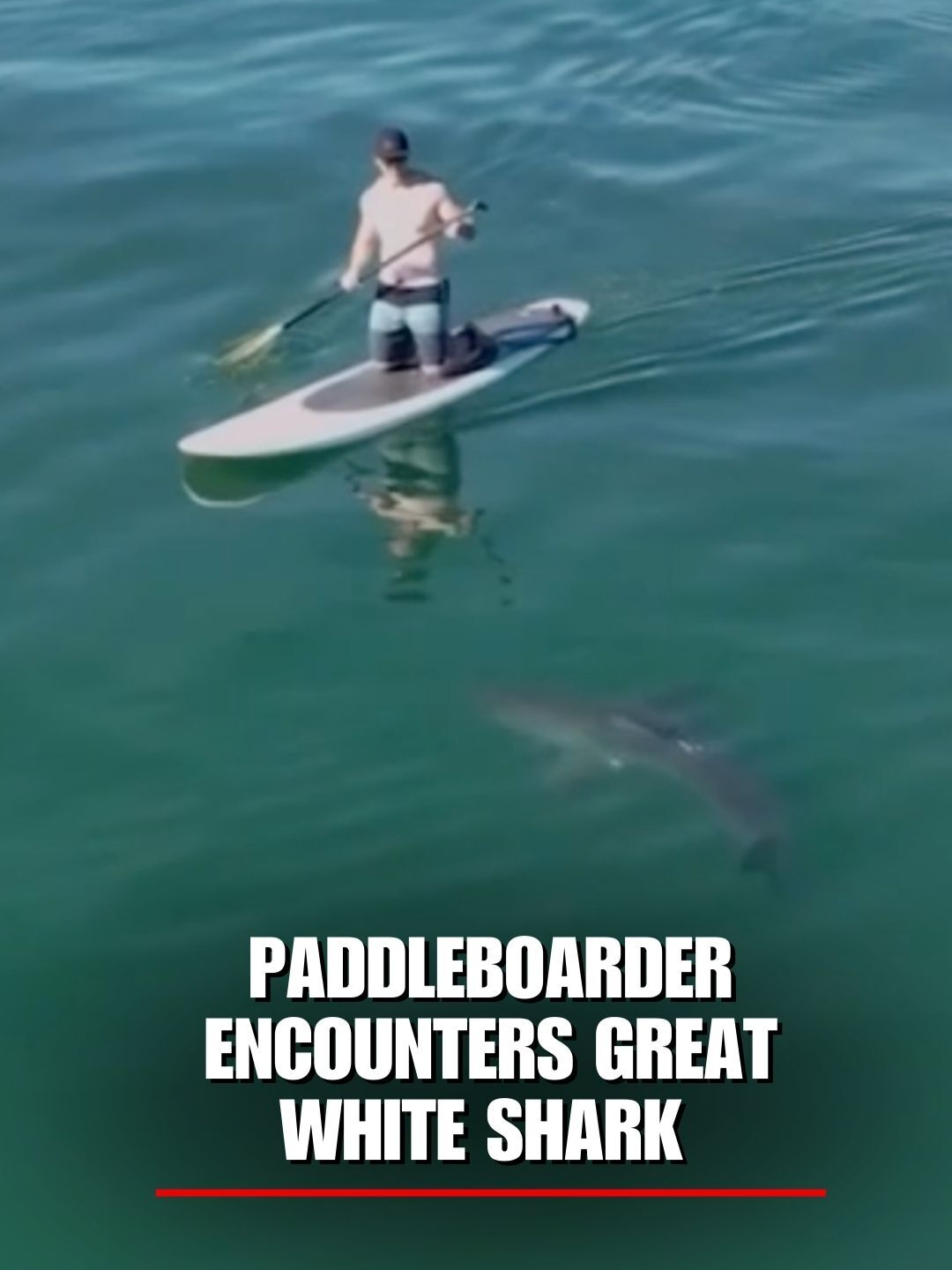 WATCH: A paddleboarder has a chilling encounter with a young great white shark off the coast of California.