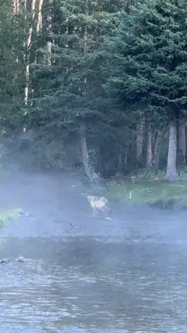 #wildlife #wolf #hungry #fish #bestjob 