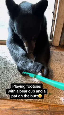 I am playing footies with a bear cub and then gave him two pats on his butt🤣 #bear #cub #wildlife #animal #funny 