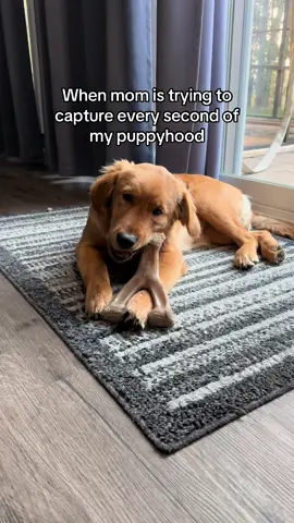 Update. Ignoring mom does not make her go away. #goldenretrieverpuppy #puppytiktok #teethingpuppy #dogmomlife 